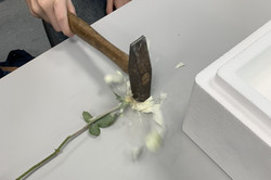 Hand hält Hammer, der eine weiße Rose auf einem Tisch zerdrückt.